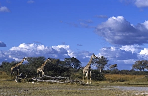 Prints of Giraffe, Giraffa camelopardalis, Moremi Wildlife Reserve, Botswana, Africa Related Prints: Giraffe Print - Moremi Wildlife Reserve, Botswana