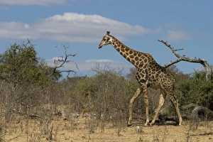 Images Dated 8th January 2000: Giraffe Print, Chobe National Park, Botswana