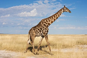 Prints of Giraffe (Giraffa camelopardalis), Etosha National Park, Namibia, Africa Related Prints: Giraffe Print, Etosha National Park, Namibia