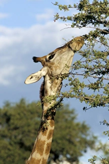 Wildlife In Namibia Africa Prints: Giraffe (Giraffa camelopardalis) browsing
