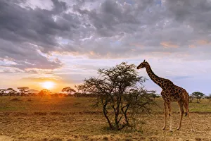 Giraffe (Giraffa camelopardalis) at sunset, Serengeti National Park Giraffe (Giraffa camelopardalis) at sunset, Serengeti National Park