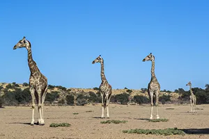 Giraffe Print, Kgalagadi Transfrontier Park