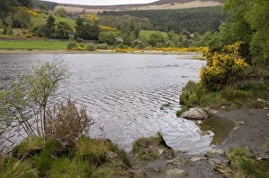 Contemporary Irish Landscapes Prints: Glendalough