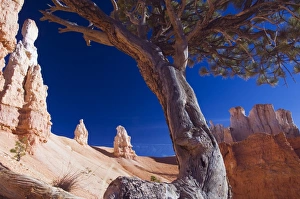 A gnarled tree trunk among the colourful pinnacles A gnarled tree trunk among the colourful pinnacles