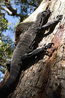 Goanna (Lace Monitor) (Varanus varius) lizard, around 2m long, up a tree Goanna (Lace Monitor) (Varanus varius) lizard, around 2m long, up a tree