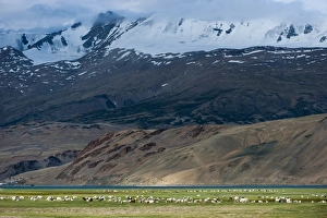 Goats in the remote Himalayan region of Ladakh near Tso Moriri, Ladakh, India, Asia Goats in the remote Himalayan region of Ladakh near Tso Moriri, Ladakh, India, Asia