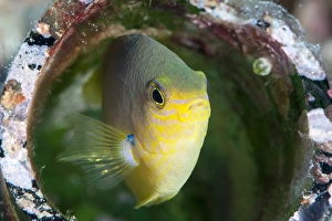 Golden damsel fish (Amblyglyphidodon aureus) in a coral encrusted bottle, Sulawesi, Indonesia, Southeast Asia, Asia Golden damsel fish (Amblyglyphidodon aureus) in a coral encrusted bottle, Sulawesi, Indonesia, Southeast Asia, Asia