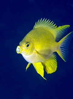 Golden damselfish (Amblyglyphidodon aureus) a zoo plankton feeding coral reef fish Golden damselfish (Amblyglyphidodon aureus) a zoo plankton feeding coral reef fish
