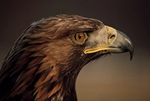 Western Europe Nature Prints: Golden eagle