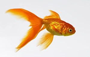 Prints of Goldfish Images Dated 2006 February: Goldfish Print