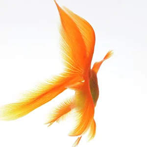 Goldfish Print