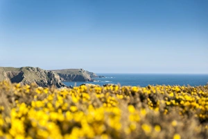 Gorse covered cliffs along Cornish coastline near Lands End at the westernmost part