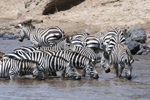Grants zebras (Equus burchellii boehmi) crossing the Mara River, Masai Mara, Kenya Grants zebras (Equus burchellii boehmi) crossing the Mara River, Masai Mara, Kenya