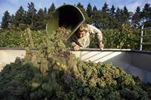 European Vineyard Landscape Prints: Grape harvest