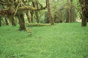 Temperate Rainforest Prints: Grass and maple trees in temperate rain forest