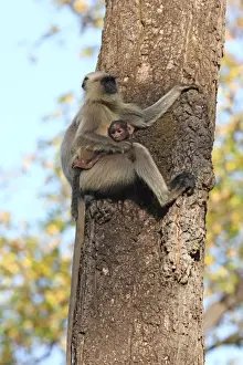 Gray langur Print, Bandhavgarh National Park