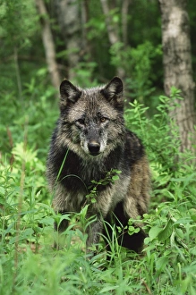 Colorful Animal Portraits Prints: Gray wolf (Canis lupus)