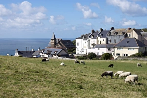 United Kingdom Coastal Scenery Prints: Grazing sheep, Mortehoe, Devon, England, United Kingdom, Europe