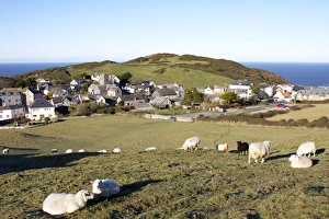 Prints of Grazing sheep, Mortehoe, Devon, England, United Kingdom, Europe Images Dated 2010 December: Grazing Sheep Print, Mortehoe Landscape