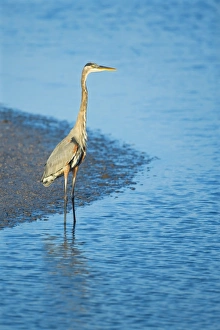 Great blue heron (Ardea herodias) standing in water, Sanibel Island, J Great blue heron (Ardea herodias) standing in water, Sanibel Island, J