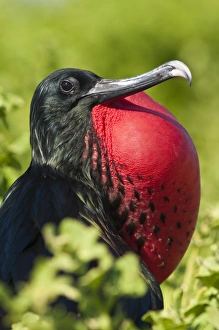 Great frigate bird (Sula nebouxii), Isla Lobos off Isla San Cristobal Great frigate bird (Sula nebouxii), Isla Lobos off Isla San Cristobal