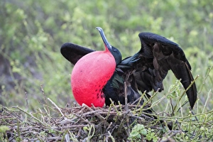Great Frigatebird male (Fregata minori), Genovesa Island, Galapagos, UNESCO World Heritage Site, Ecuador, South America Great Frigatebird male (Fregata minori), Genovesa Island, Galapagos, UNESCO World Heritage Site, Ecuador, South America