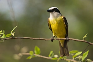 A Great Kiskadee (Pitangus sulphuratus) perching, Pantanal, Mato Grosso, Brazil A Great Kiskadee (Pitangus sulphuratus) perching, Pantanal, Mato Grosso, Brazil