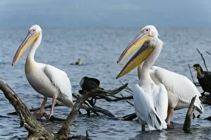 Lake Naivasha Collection: Great white pelican (Pelecanus onocrotalus), Lake Naivasha, Kenya, East Africa, Africa