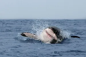 Great white shark (Carcharodon carcharias), breaching, Seal Island, False Bay Great white shark (Carcharodon carcharias), breaching, Seal Island, False Bay