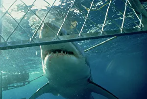 Great white shark from shark cage, Australia, Pacific Great white shark from shark cage, Australia, Pacific