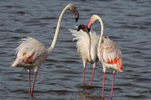 Greater flamingos (Phoenicopterus ruber) on Lake Ndutu, Ngorongoro Conservation Area Greater flamingos (Phoenicopterus ruber) on Lake Ndutu, Ngorongoro Conservation Area