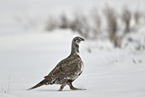 Greater sage-grouse (Centrocercus urophasianus) in the snow, Grand Teton National Park Greater sage-grouse (Centrocercus urophasianus) in the snow, Grand Teton National Park