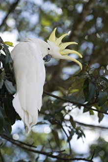 Greater sulphur-crested cockatoo (Cacatua galerita), Queensland, Australia, Pacific Greater sulphur-crested cockatoo (Cacatua galerita), Queensland, Australia, Pacific