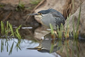 Green-backed heron (striated heron) (Butorides striatus), Kruger National Park, South Africa Green-backed heron (striated heron) (Butorides striatus), Kruger National Park, South Africa