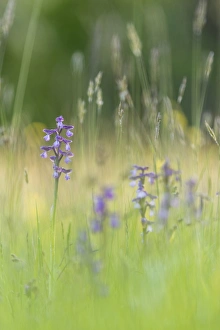 Green-winged orchid (Orchis morio) flowering, growing on meadow in evening sunlight Green-winged orchid (Orchis morio) flowering, growing on meadow in evening sunlight