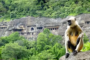 Traditional Indian Culture Images Prints: Grey langur monkey (Hanuman Langur) (Semnopithecus sp. ) outside the Ajanta Caves