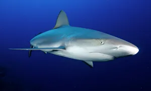 Grey reef shark, Turks and Caicos, West Indies, Caribbean, Central America Grey reef shark, Turks and Caicos, West Indies, Caribbean, Central America