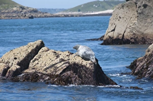 United Kingdom Nature Images Prints: Grey seals, Isles of Scilly, Cornwall, United Kingdom, Europe