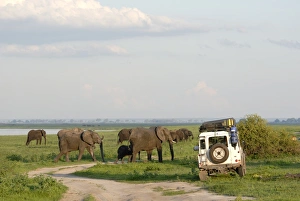 Group of elephants and landrover, Chobe National Park, Botswana, Africa Group of elephants and landrover, Chobe National Park, Botswana, Africa