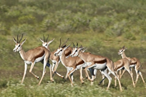 Group of springbok (Antidorcas marsupialis) running, Kgalagadi Transfrontier Park Group of springbok (Antidorcas marsupialis) running, Kgalagadi Transfrontier Park