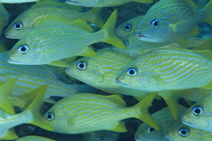 Caribbean Nature Photography Prints: Grunts often school in groups under ledges