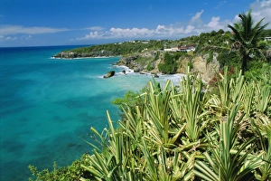 Guadeloupe Island Prints: Guadeloupe