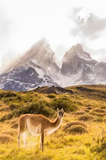 Guanaco posing in the wild of Torres del Paine National Park, Patagonia, Chile, South Guanaco posing in the wild of Torres del Paine National Park, Patagonia, Chile, South