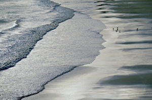 British Coastline Scenery Prints: Gulls on beach