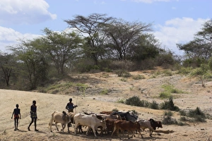 Hamer men with cattle, Turmi, Lower Omo valley, Ethiopia, Africa Hamer men with cattle, Turmi, Lower Omo valley, Ethiopia, Africa