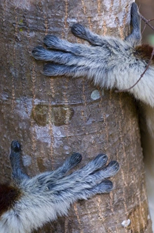 Coquerels Sifaka Prints: Hands of a Coquerels Sifaka (Propithecus coquereli), Ankarafantsika National Park