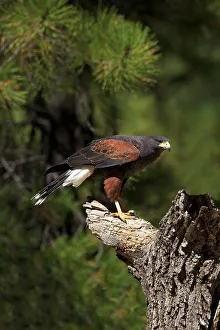 Harris hawk (Parabuteo unicinctus), Bearizona Wildlife Park, Williams, Arizona, United States of America, North America Harris hawk (Parabuteo unicinctus), Bearizona Wildlife Park, Williams, Arizona, United States of America, North America