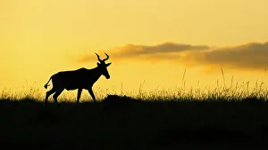 Maasai Mara National Reserve Prints: Hartebeest (Alcelaphus Buselaphus), Mara North, Maasai Mara, Kenya, East Africa, Africa