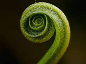 Hart's Tongue Fern (Phyllitis scolopendrium), County Clare, Munster Hart's Tongue Fern (Phyllitis scolopendrium), County Clare, Munster