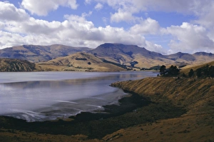 South Island Beach Scene Prints: Head of the Bay